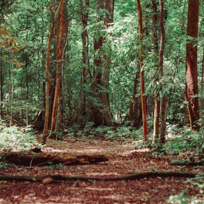 Forestry Mulching